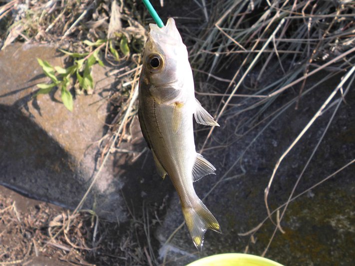 多摩川で釣り ふたたび ダトニオ 熱帯魚飼育日記