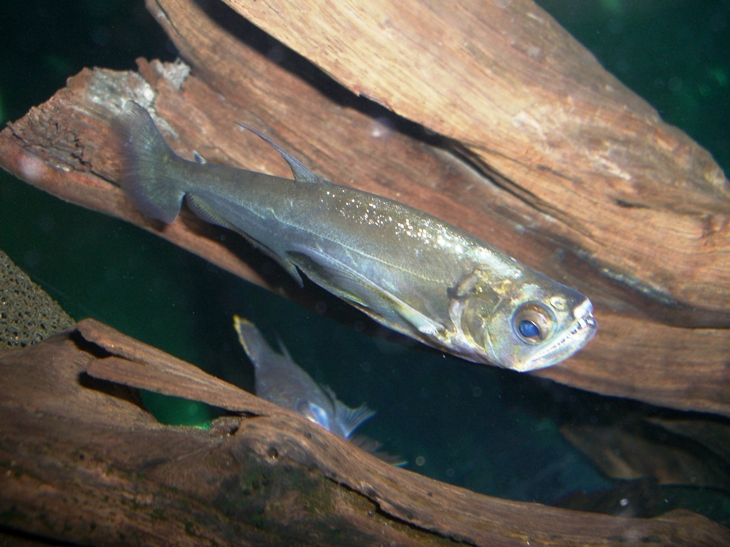 ペーシュカショーロ成長記録 ダトニオ 熱帯魚飼育日記