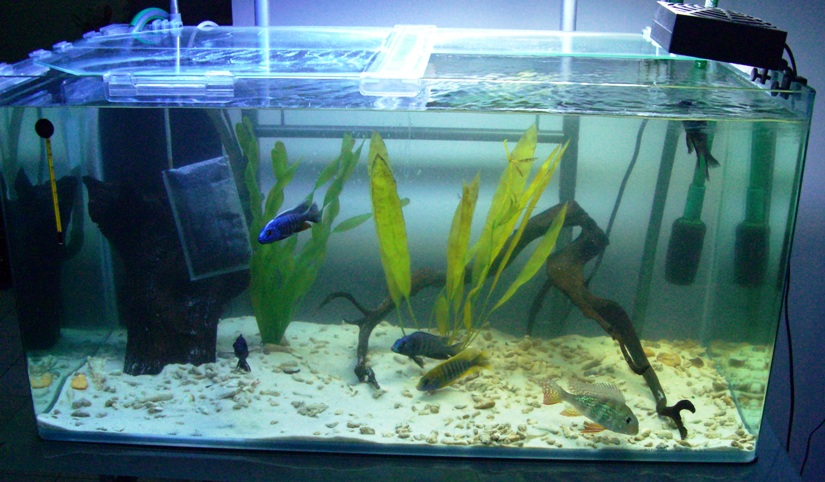 その前に: ダトニオ＆熱帯魚飼育日記
