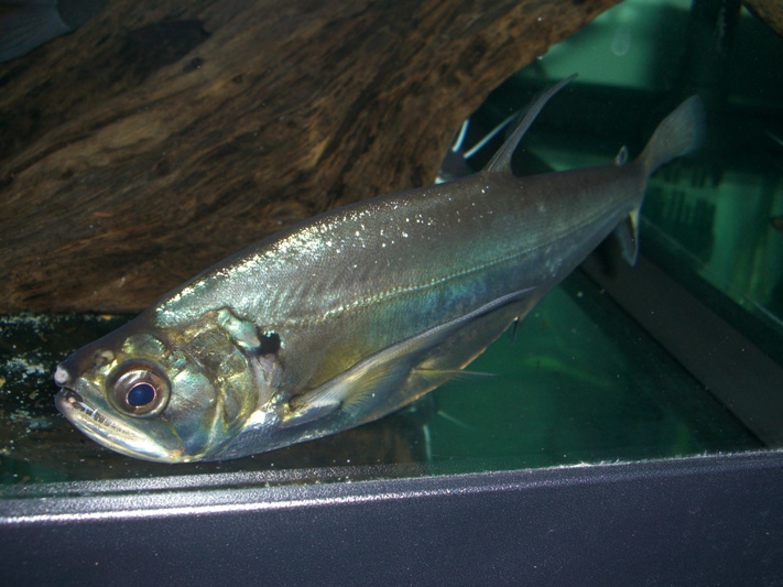生き餌確保 タイの川でガサガサ ダトニオ 熱帯魚飼育日記