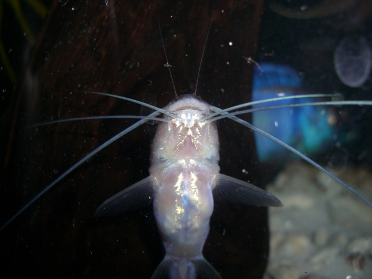 釣り針を飲み込んだナマズ その後 ダトニオ 熱帯魚飼育日記