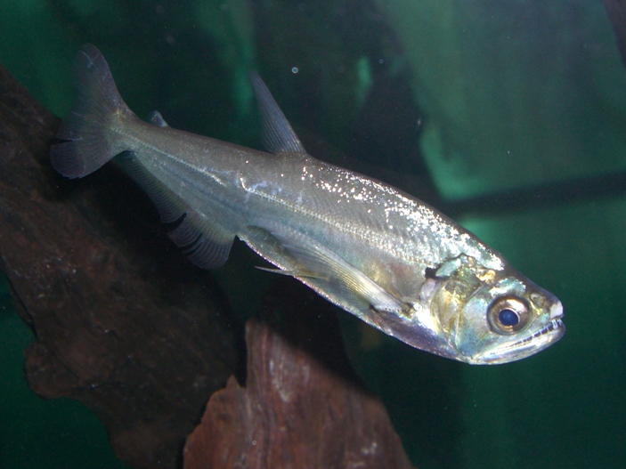 本ダトニオ　剥製本物　熱帯魚　魚　大型魚 本ダトニオ剥製本物熱帯魚魚大型魚