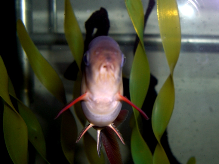 クラウンローチ、こんなに〇〇で大丈夫?: ダトニオ&熱帯魚飼育日記 クラウンローチ、こんなに〇〇で大丈夫?: ダトニオ&熱帯魚飼育日記