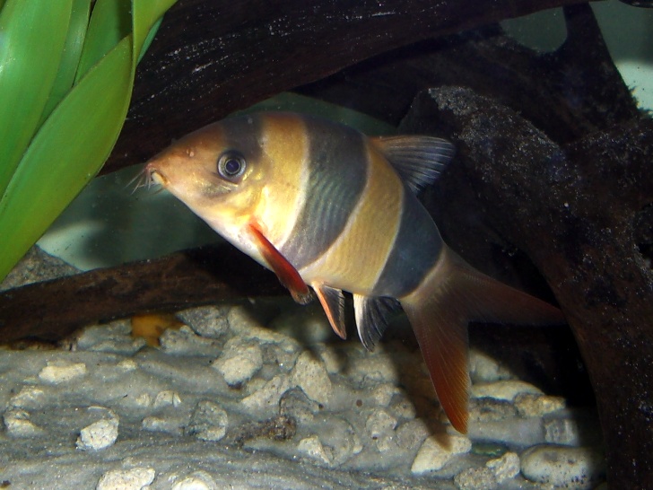クラウンローチ、こんなに〇〇で大丈夫?: ダトニオ&熱帯魚飼育日記 クラウンローチ、こんなに〇〇で大丈夫?: ダトニオ&熱帯魚飼育日記