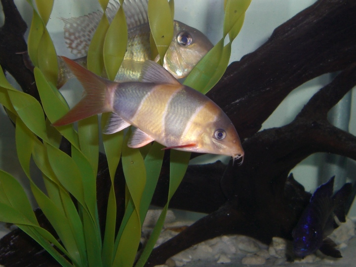 クラウンローチ、こんなに〇〇で大丈夫?: ダトニオ&熱帯魚飼育日記 クラウンローチ、こんなに〇〇で大丈夫?: ダトニオ&熱帯魚飼育日記