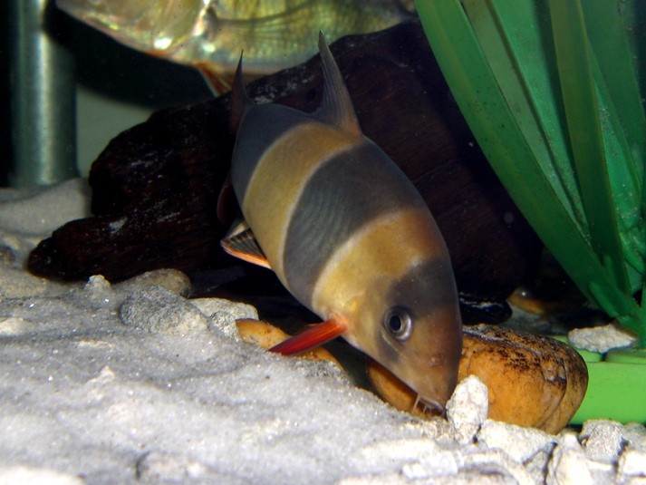 クラウンローチ、こんなに〇〇で大丈夫?: ダトニオ&熱帯魚飼育日記 クラウンローチ、こんなに〇〇で大丈夫?: ダトニオ&熱帯魚飼育日記