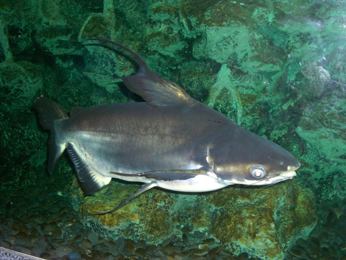 一番 な水族館 ダトニオ 熱帯魚飼育日記